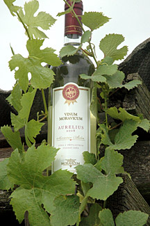 Aurelius 2008 Pozdní sběr, Vinum Moravicum