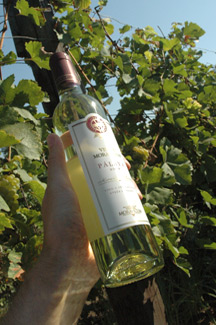 Pálava 2008 Výběr z hroznů, Vinum Moravicum