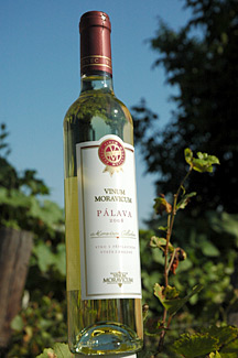 Pálava 2008 Výběr z bobulí, Vinum Moravicum
