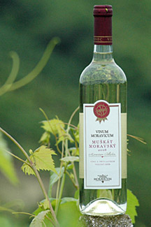 Muškát moravský 2008 Pozdní sběr, Vinum Moravicum
