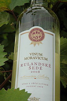 Rulandské šedé 2008 Pozdní sběr, Vinum Moravicum